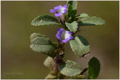 Limnophila repens